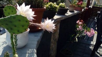 Káli Apartman Bakonybél 