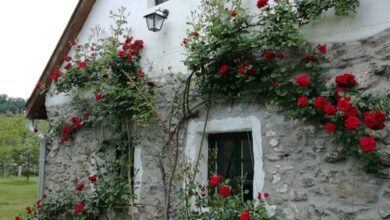 Kapolcs Cottage Vendégház Kapolcs 