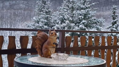 Kékes Apartman Parádsasvár 