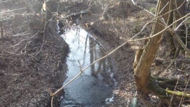 Kikerics Erdei Szálláshely és Turistapihenő Zebegény 