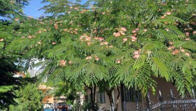 Kisfaludy Vendégház Abádszalók 