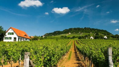 Kolonics Kúria Vendégház Somlóvásárhely 