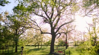Kőris Tanya Vendégház Hódmezővásárhely 