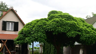 Körös Körül Vendégház Öcsöd 