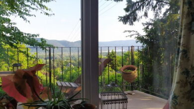 Kosbor Kuckó Kismaros 