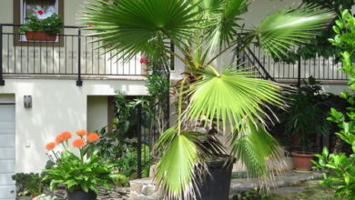 Kővirág Apartman Hévíz 