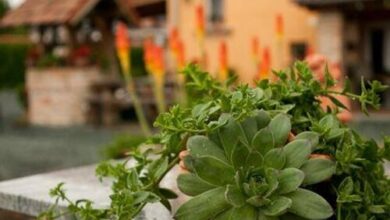 La Villa Pergola Szentgotthárd 