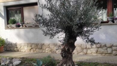 Lavendel Apartman Harkány 