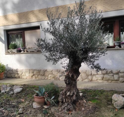 Lavendel Apartman Harkány 