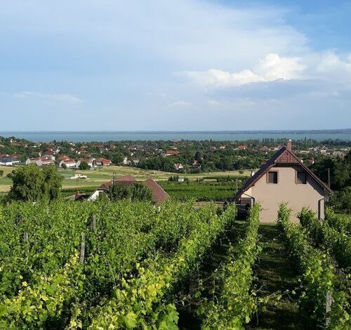 Lekics Pince és Vendégház Balatongyörök 