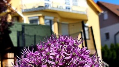 Li-Do Vendégház Balatonfüred 