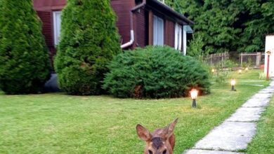 Liget-lak Vendégház Szokolya 