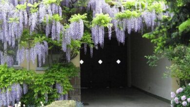 Lila Akác Vendégház Drégelypalánk 