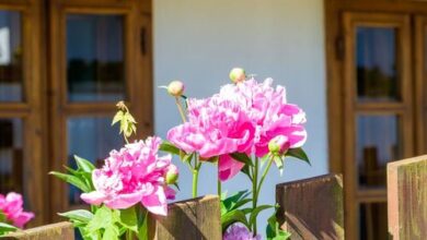 Lóci Palócház Vendégház Nagylóc 