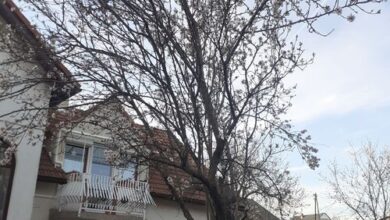 Mandulafa Apartman Balatonalmádi 