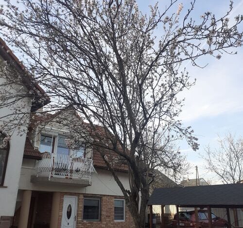 Mandulafa Apartman Balatonalmádi 