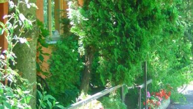 Margó Panzió Vértessomló 