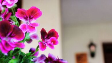 Mini Panzió Nagykanizsa 