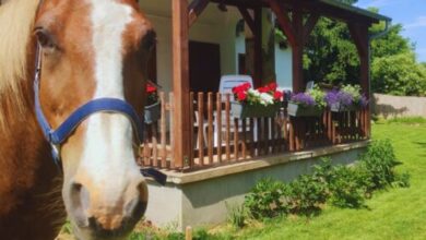 Minor Major Vendégház Somogyacsa 