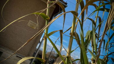 Napfény Liget Vendégház Csokvaomány 