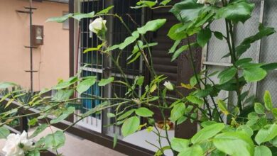 Nébel Vendégház Komárom 