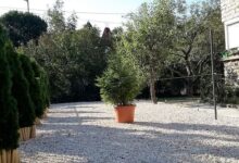 Nira Apartman Balatonfüred 