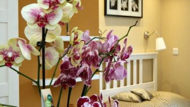 Orchidea Apartman Eger 