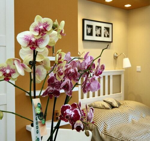 Orchidea Apartman Eger 