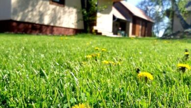 Őrségi Lak-Tanya Viszák 