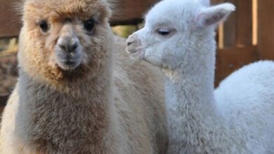 Őrségi Patakparti Alpaka Panzió Kisrákos 