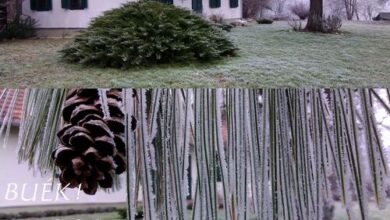 Őrségi Vendégház Ispánk 