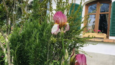 PajtaBagoly Vendégház Nemesvita 