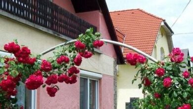 Panni Néni Apartman Balatonboglár 