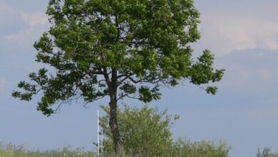 PatakParti Vendégházak Pázmánd 