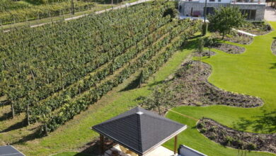 Rábai Katalin Borászat És Vendégház Neszmély 