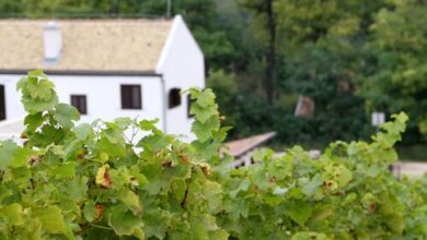 Rókusfalvy Birtok Vendégház Etyek 