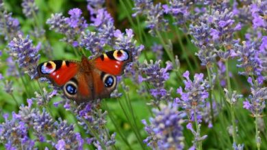 Rózsa Apartman Szilvásvárad 