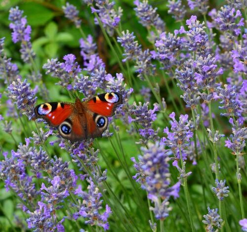 Rózsa Apartman Szilvásvárad 