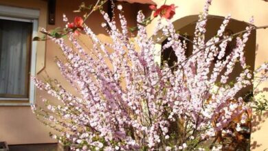 Rózsa Vendégház Szálka 