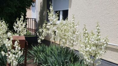 Sárga Muskátli Apartman Hajdúszoboszló 