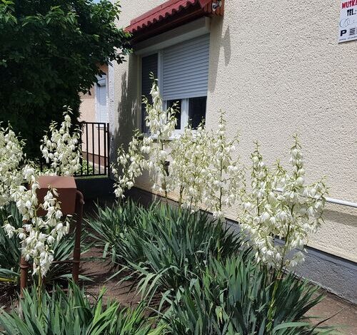 Sárga Muskátli Apartman Hajdúszoboszló 