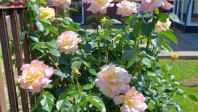 Sólyom Apartmanház Nyíregyháza 