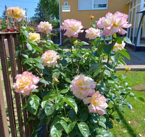 Sólyom Apartmanház Nyíregyháza 