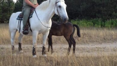 SzC Lovasbirtok Lajosmizse 