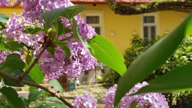 SzennA Vendégház Szeged 