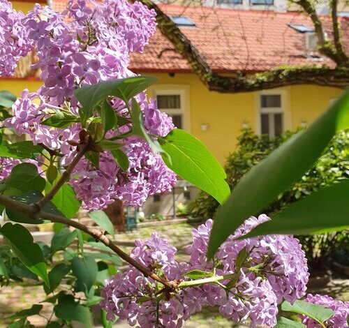 SzennA Vendégház Szeged 