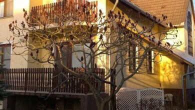 Szirtes Apartman Zalakaros 