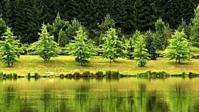 Tavi-Vendégház Őrség Szentgotthárd 