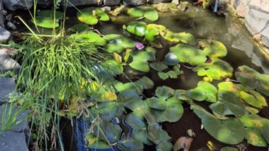 Tavirózsa Vendégház Szentes 