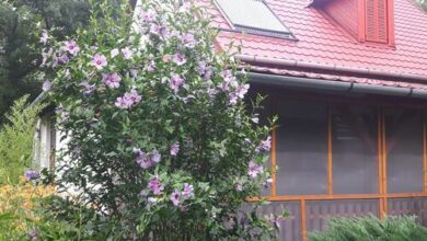 Tiszai Vándor Apartmanház Kisköre 